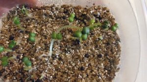 Вермикулит. Супер способ посева семян на рассаду. Мимулис, очиток видный, цинерария!