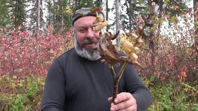 Едим белку смотреть онлайн