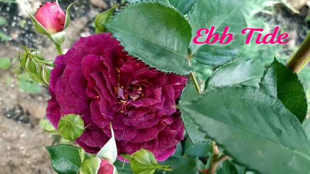 Начало цветения роз в Саду на трех холмах. 3 июня 2023 г. смотреть онлайн