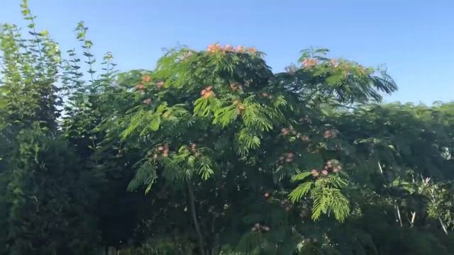 Ленкоранская акация расцвела !!! смотреть онлайн