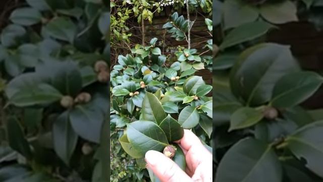 Camelia : tips смотреть онлайн