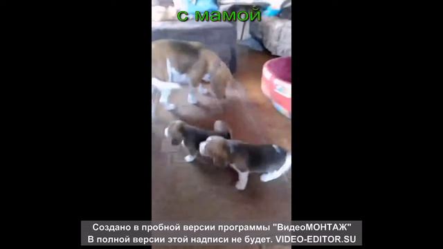2 мальчика бигль, первые пробы видеомонтажа:) смотреть онлайн