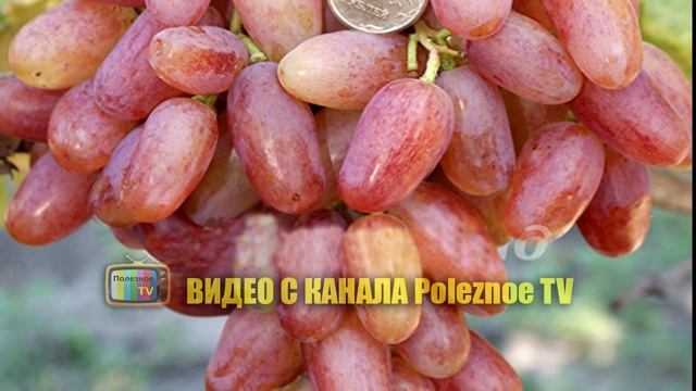 ПРЕОБРАЖЕНИЕ СОРТ ВИНОГРАДА ОБЗОР смотреть онлайн