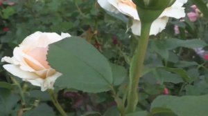 РОЗЫ-ФЛОРИБУНДЫ СВЕТЛЫХ ЦВЕТОВ в моем саду Подмосковья.2021г.