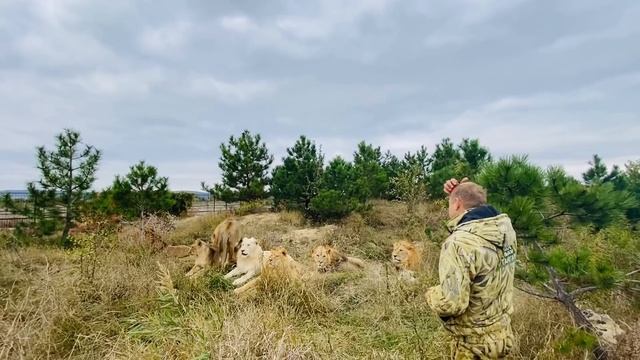 Мы нашли молодых львов и провели новый ЛЬВИНЫЙ УРОК!