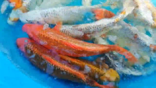 Продажа карпа кои, Куджаку и матцуба. смотреть онлайн