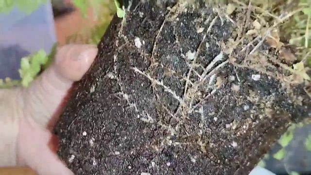 папоротник уценка перевалка смотреть онлайн