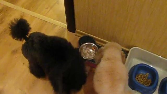 Той пудель Марсик и той пудель Вельвет - первая кормление смотреть онлайн