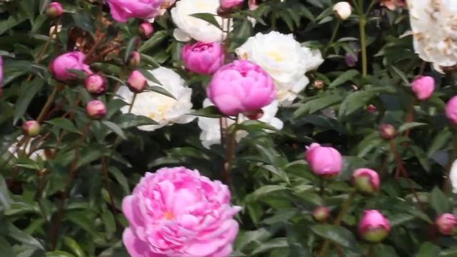 Margaret Truman | R2 Flowers BV | Peonies смотреть онлайн