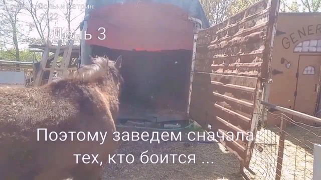 ОБУЧЕНИЕ ЛОШАДЕЙ // Перевозка лошадей на грузовике смотреть онлайн