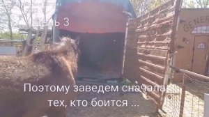 ОБУЧЕНИЕ ЛОШАДЕЙ // Перевозка лошадей на грузовике