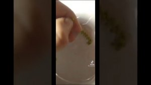 Бисер-подборка из тт|23 минуты