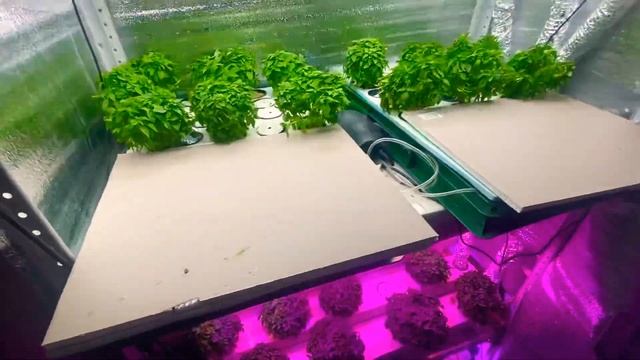 Гидропоника, Базилик. NFT DWC Hydroponic System Basil смотреть онлайн