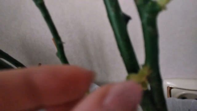 РОЗОЧКИ #ЦЕЗАРЬ#ШНЕЕВАЛЬЦЕР#РЭД МИКАДО#ПОСАДКА НЕДЕЛЯ СПУСТЯ смотреть онлайн