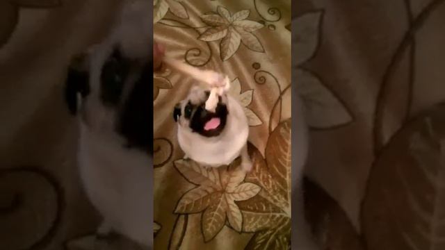 Девочка мопс смотреть онлайн