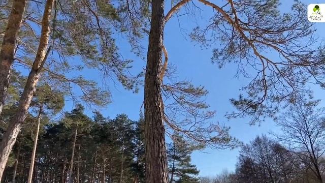 Памятник природы «Сосновые леса на дюнах» ??? смотреть онлайн