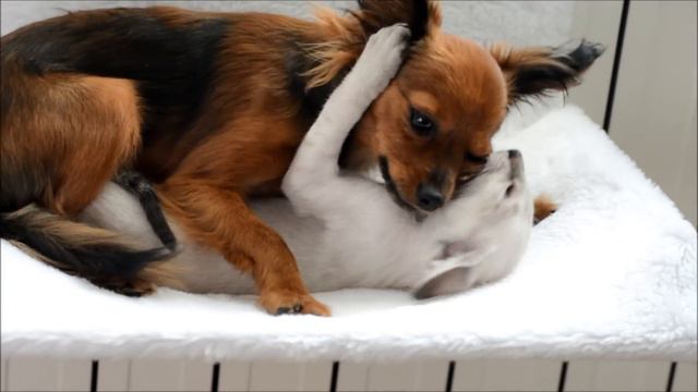 "Как кошка с собакой" смотреть онлайн