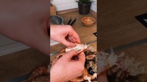 Как разделать краба-волосатика. Печень волосатика. Разбираем краба. ЧЕСТНАЯ РЫБА