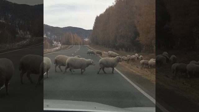 Горный Алтай смотреть онлайн