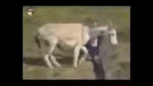 Не гадить где попало смотреть онлайн