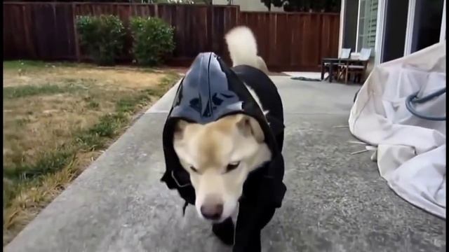 ПРИКОЛЬНЫЕ Кошки и собаки в костюмах Best funny прикол 2016 смотреть онлайн