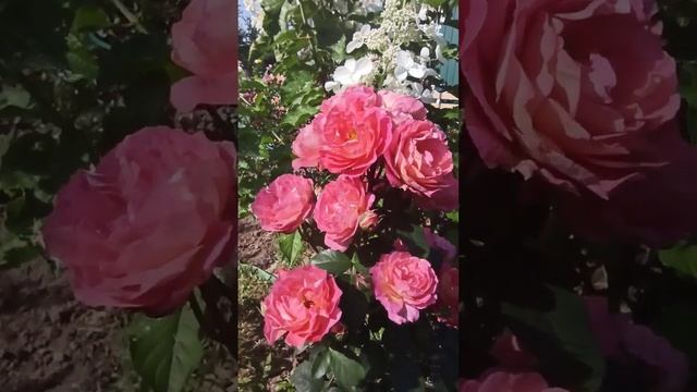 Роза Шато де вамаркус... прелесть как хороша... смотреть онлайн