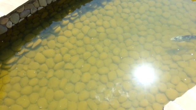 Кои смотреть онлайн