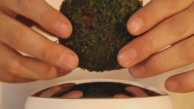 левитирующий бонсай смотреть онлайн