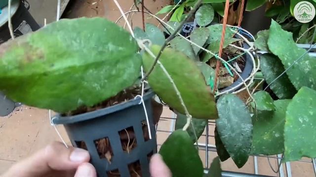 Plant Profile - Hoya Caudata Vs Hoya Undulata EP 80 смотреть онлайн