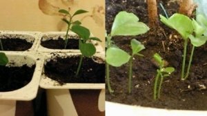 Как вырастить ДЕРЕВО ИЗ КОСТОЧКИ. Апельсин.