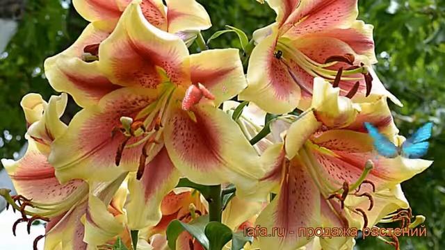 Лилия от-гибрид Холланд Бьюти (lilium) ? обзор: как сажать, луковицы лилии Холланд Бьюти смотреть онлайн