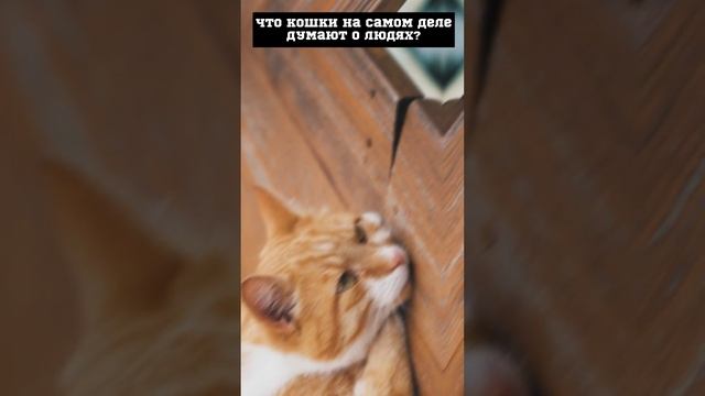 ЧТО НА САМОМ ДЕЛЕ ДУМАЮТ КОШКИ О ЛЮДЯХ?