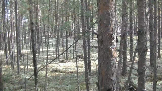 Боровики-Белые Грибы в Августе, Лучше Чем На Картинке! смотреть онлайн