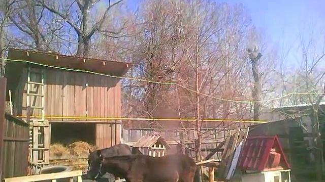 Домашний скот фильм 2015 " лошадка Дамка и волки". смотреть онлайн