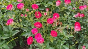 Роза Schöne Koblenzerin (Шон Коблензерин)