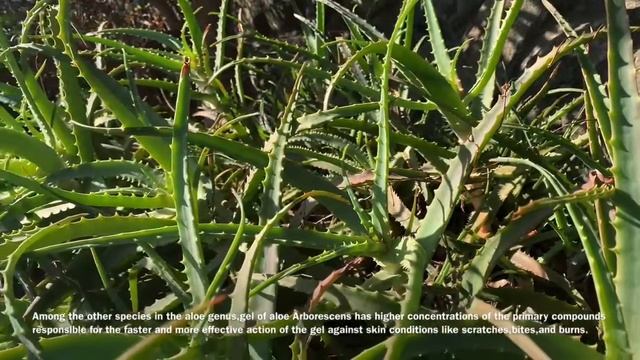 Aloe Arborescens Properties and benefits смотреть онлайн