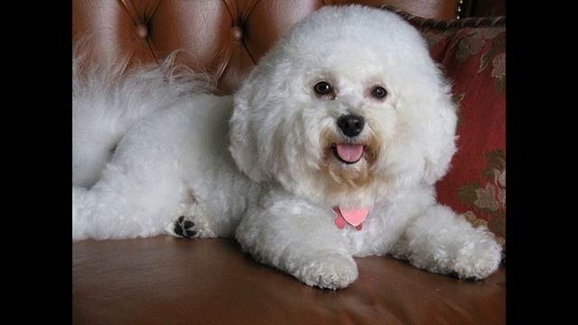 #Bichon #Bolognese Mini Toy Features, #Lifespan and Purchase смотреть онлайн