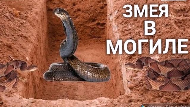 ЗМЕЯ В МОГИЛЕ смотреть онлайн