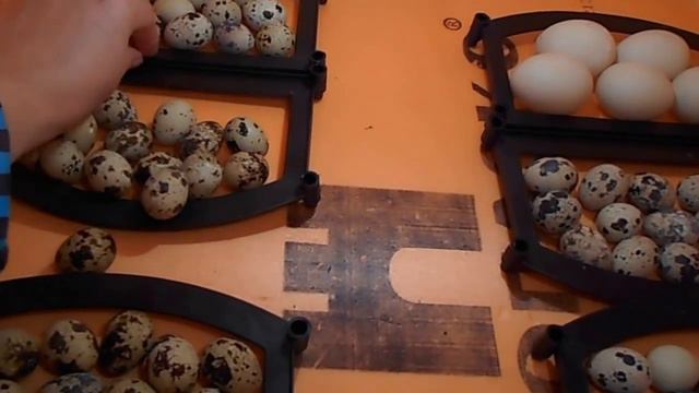 Закладка перепелиных яиц в инкубатор. смотреть онлайн