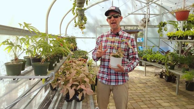 Syngonium Pink Perfection: Essential Care Tips - Jacksonville And Northeast Florida