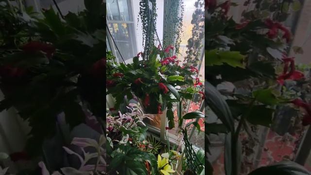 🎶 It's a jungle,...cheers to our plant babies 💦🌱💫 #love #plants #nature #roots #energy смотреть онлайн