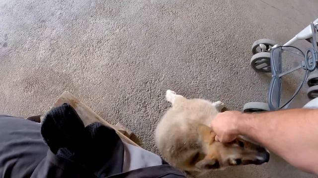 РАЗБОРКИ ПИТБУЛЕЙ С ВОЛКАМИ. ПИТБУЛЬ VS ВОЛК. Укусила за морду !!! Дал по заслугам. Строительство. смотреть онлайн