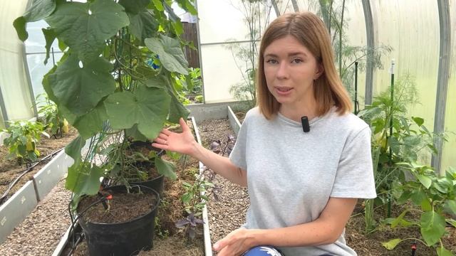 ШПАРГАЛКА ПО ПРОБЛЕМАМ ОГУРЦОВ. Пятна на листьях, кривые плоды, желтеющие завязи смотреть онлайн