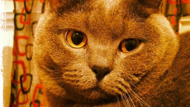 Самый лучший кот в мире смотреть онлайн
