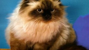 Персидский кот:  описание породы и характера, сколько живут