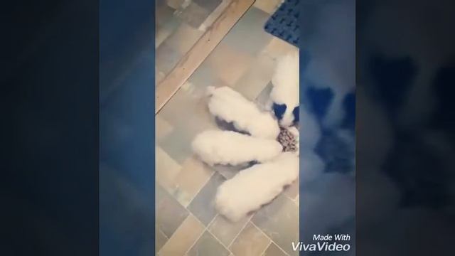 Щенки. воспитание смотреть онлайн