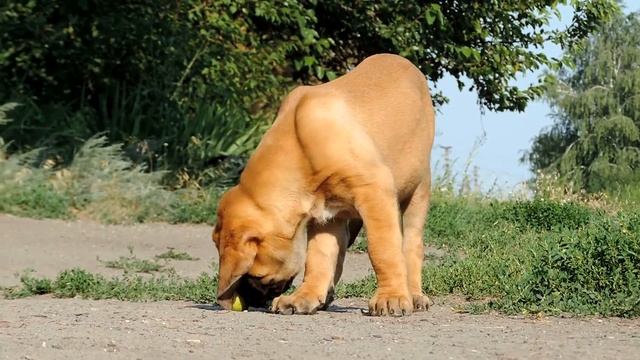 Английский мастиф. English Mastiff смотреть онлайн