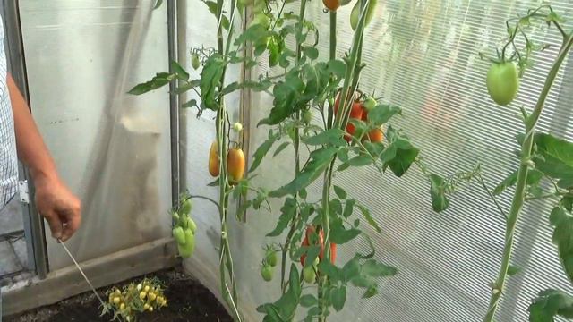 Прививка томатов на специальные подвои. Сезон 2021года смотреть онлайн