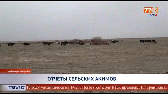 ОТЧЕТЫ СЕЛЬСКИХ АКИМОВ смотреть онлайн