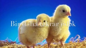 Cip Cip Cucələrim Uşaq Mahnısı/pianoda oynamaq/ Uşaqlar Üçün